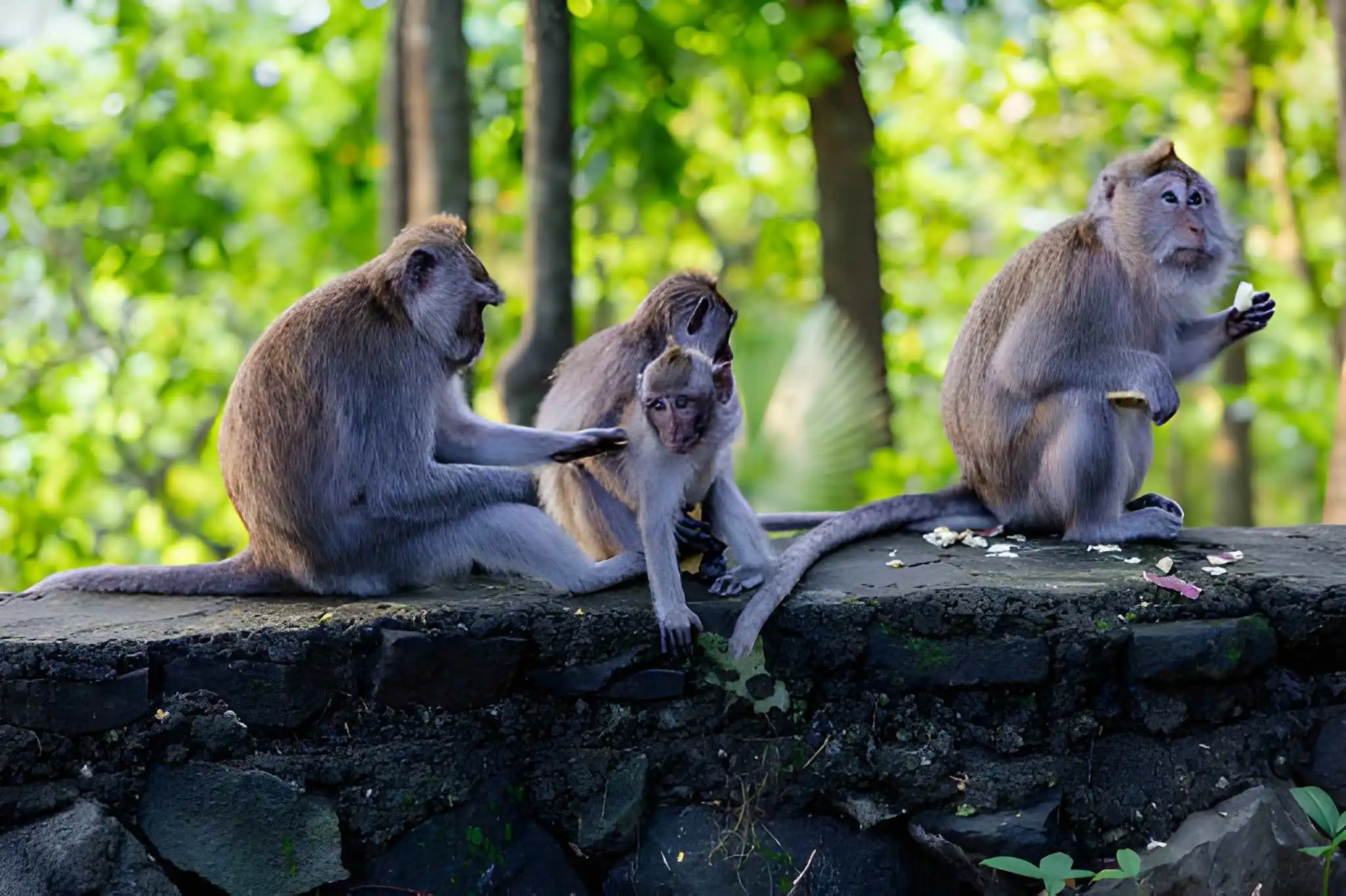 Ubud Monkey Forest Sanctuary in Ubud