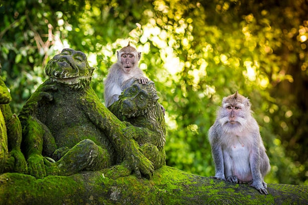 What Is Ubud Monkey forest