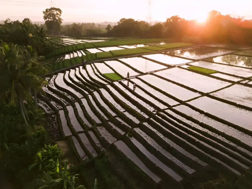 Subak Irrigation System