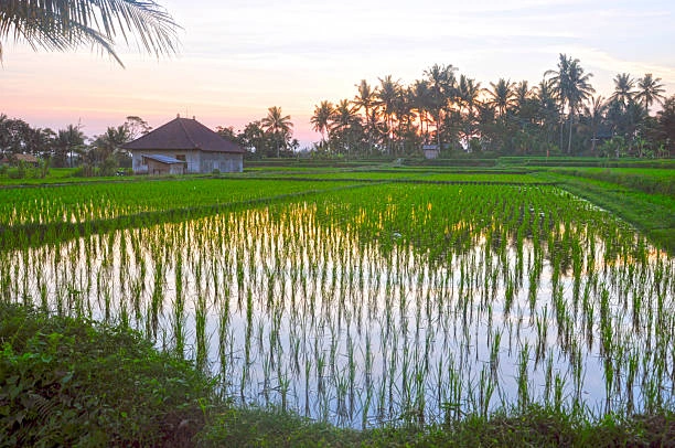 Kajeng Rice Fields