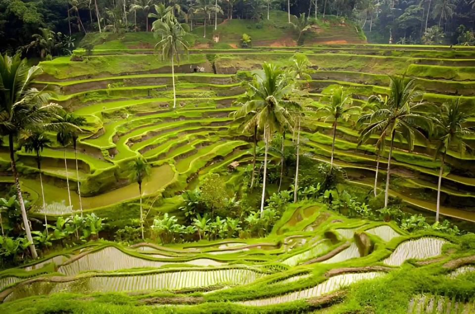 Most Beautiful Rice Terraces in Ubud