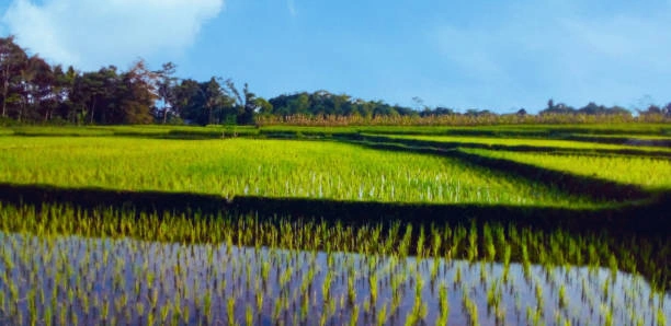 Pejeng Rice Fields