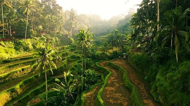 Photography and Scenic Viewpoints at tegalalang rice terraces