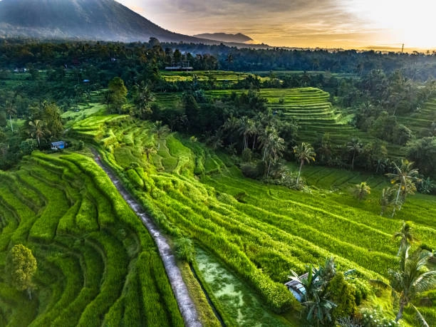 Photography and Scenic Viewpoints in Jatiluwih Rice Terraces