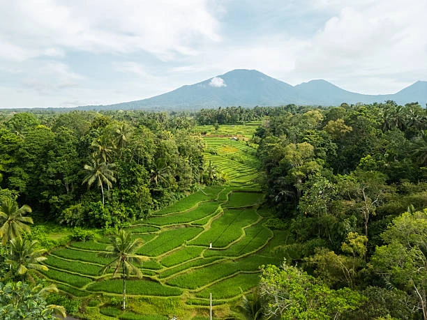 Sebatu Rice Terraces