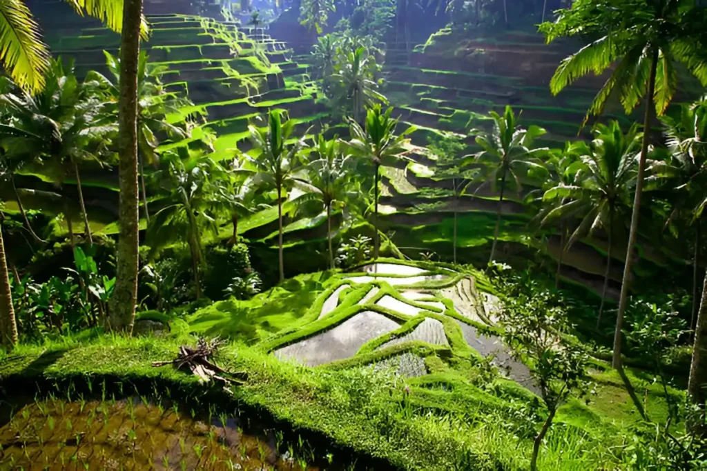 Tegalalang rice terraces in bali