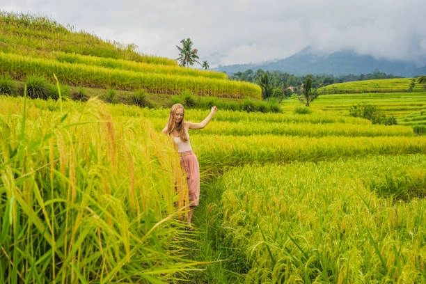 walking in jatiluwih rice terraces
