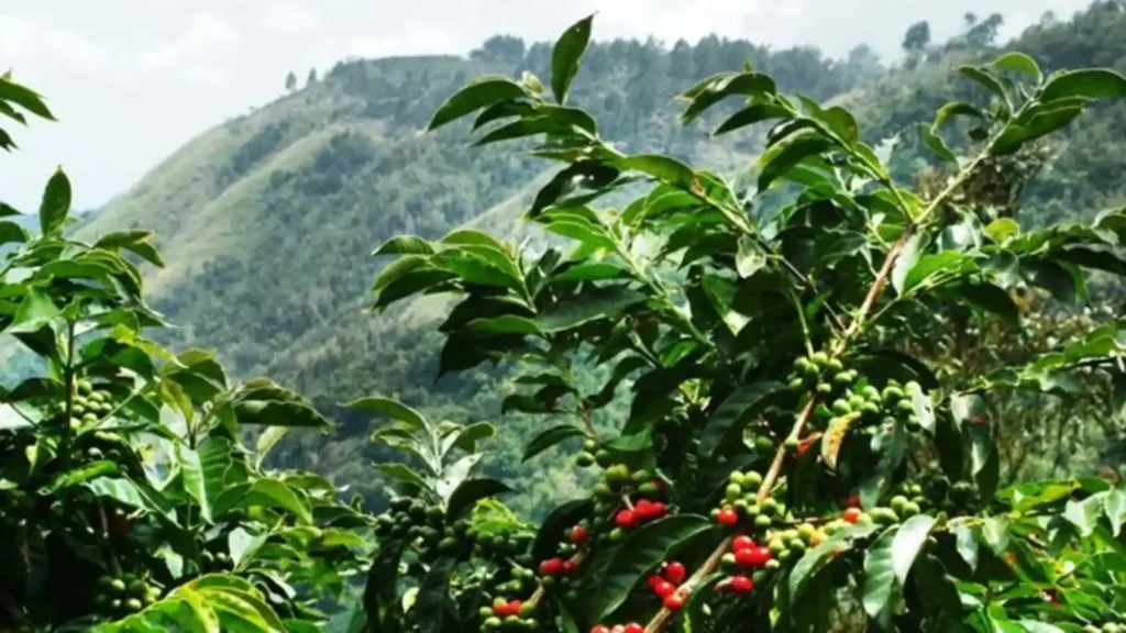 Discover Bali Coffee and Local Plantations